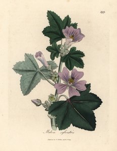 Lila virágú mályva, Malva sylvestris alkotó: James Sowerby