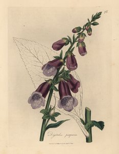 Lila gyűszűvirág, Digitalis purpurea alkotó: James Sowerby