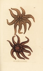 Lila napcsillag, Solaster endeca (kilencsugaras tengeri csillag, Asterias endeca). James Sowerby kézi színű rézmetszete a The British Miscellany-ból, vagy új, ritka vagy kevéssé ismert állattémák színes figurái. alkotó: James Sowerby
