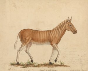 Quagga Zebra alkotó: James Sowerby