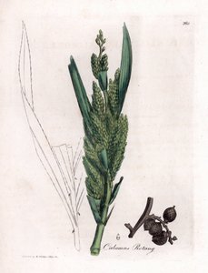 Rattan Palm - Rotang cane, Calamus rotang. Kézzel színezett rézmetszet James Sowerby botanikai illusztrációjából (William Woodville) és Sir William Jackson Hooker "" Medical Botany" című művéből, John Bohn, London alkotó: James Sowerby