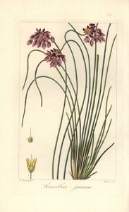Rush liliom, Sowerbaea juncea, Ausztráliában őshonos. Nevét James Sowerby botanikus művészről kapta. Barrois által készített, kézzel színezett, rézmetszet, Pancrace Bessa botanikai illusztrációjából Mordant de Launay „Amatőr herbier tábornok” című művéből, alkotó: James Sowerby