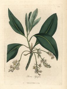 Sassafras fa, Laurus sassafras alkotó: James Sowerby