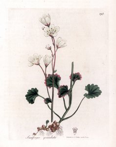 Saxifrage granulátum vagy buborékok - Fehér szaxifrage, Saxifraga granulata. Kézzel színezett rézmetszet James Sowerby botanikai illusztrációjából (William Woodville) és Sir William Jackson Hooker "" Medical Botany" című művéből, John Bohn, London alkotó: James Sowerby