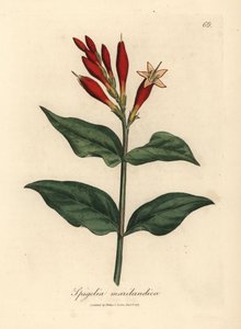 Skarlát virágú indiai rózsaszín, Spigelia marilandica alkotó: James Sowerby