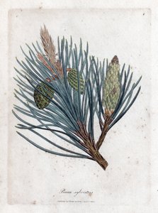 Erdei fenyő - erdeifenyő vagy erdeifenyő, Pinus sylvestris. Kézzel színezett rézmetszet James Sowerby botanikai illusztrációjából (William Woodville) és Sir William Jackson Hooker "" Medical Botany" című művéből, John Bohn, London