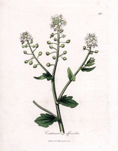 Skorbutfű, Cochlearia officinalis. Kézzel színezett rézmetszet James Sowerby botanikai illusztrációjából (William Woodville) és Sir William Jackson Hooker "" Medical Botany" című művéből, John Bohn, London alkotó: James Sowerby