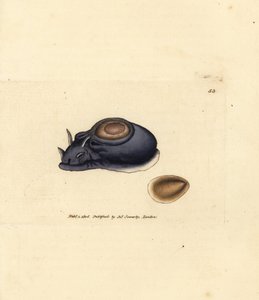 Tengeri csiga vagy tengeri nyúl, Aplysia punctata (Aplysia hybrida). James Sowerby kézi színű rézmetszete a The British Miscellany-ból, vagy új, ritka vagy kevéssé ismert állattémák színes figurái. alkotó: James Sowerby