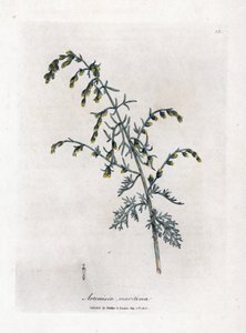 Tengeri üröm, Artemisia maritima. Kézzel színezett rézmetszet James Sowerby botanikai illusztrációjából (William Woodville) és Sir William Jackson Hooker "" Medical Botany" című művéből, John Bohn, London alkotó: James Sowerby