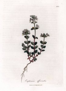 Rövidlátó fű - Közönséges szemfényvesztő, Euphrasia officinalis. Kézzel színezett rézmetszet James Sowerby botanikai illusztrációjából (William Woodville) és Sir William Jackson Hooker "" Medical Botany" című művéből, John Bohn, London alkotó: James Sowerby