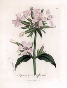 Szappanfű, Saponaria officinalis. Kézzel színezett rézmetszet James Sowerby botanikai illusztrációjából (William Woodville) és Sir William Jackson Hooker "" Medical Botany" című művéből, John Bohn, London alkotó: James Sowerby