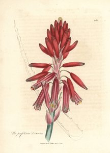 Socotorine aloe, Aloe perfoliata socotorine alkotó: James Sowerby