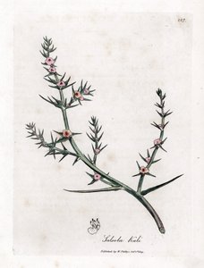 Soda brulee - Szúrós sófű, Kali turgida. Kézzel színezett rézmetszet James Sowerby botanikai illusztrációjából (William Woodville) és Sir William Jackson Hooker "" Medical Botany" című művéből, John Bohn, London alkotó: James Sowerby