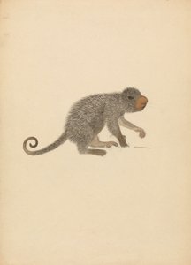 Dél-amerikai porcupine alkotó: James Sowerby