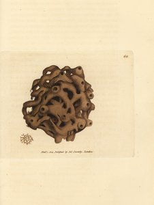 Szivacs, Haliclona cinerea (Törölt szivacs, Spongia cancellata). James Sowerby kézi színű rézmetszete a The British Miscellany-ból, vagy új, ritka vagy kevéssé ismert állattémák színes figurái. alkotó: James Sowerby
