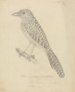 Folthátú hangyagomba alkotó: James Sowerby