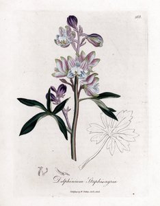 Staphisegar vagy fű tetűvel vagy fű köszvényes vagy vadszőlővel - Palmated larkspur vagy stavesacre, Delphinium staphisagria. Kézzel színezett rézmetszet James Sowerby botanikai illusztrációjából (William Woodville és Sir William Jackson H) alkotó: James Sowerby