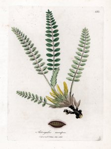 Stemless Astragalus - Szár nélküli tejes bükköny, Astragalus excapus. Kézzel színezett rézmetszet James Sowerby botanikai illusztrációjáról William Woodville-ből és Sir William Jackson Hooker "" Medical Botany" című művéből, John Bohn, London alkotó: James Sowerby