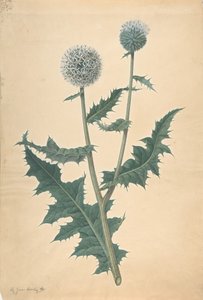 Egy bogáncs tanulmányozása 1822 előtt. alkotó: James Sowerby