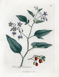Édes keserű vagy édes keserű nadálytő - Fás nadálytő, Solanum dulcamara. Kézzel színezett rézmetszet James Sowerby botanikai illusztrációjából (William Woodville) és Sir William Jackson Hooker "" Medical Botany" című művéből, John Bohn, London alkotó: James Sowerby
