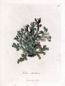 Thallus vagy izlandi moha - Eryngo-levelű zuzmó, Lichen islandicus. Kézzel színezett rézmetszet James Sowerby botanikai illusztrációjából (William Woodville) és Sir William Jackson Hooker "" Medical Botany" című művéből, John Bohn, London alkotó: James Sowerby