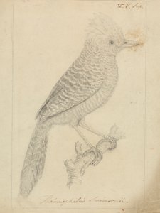 Bojtos Antshrike alkotó: James Sowerby