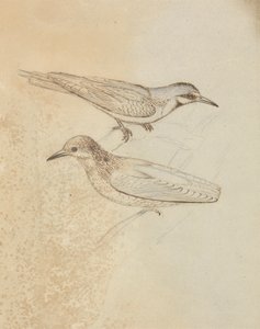 Két Tree Creeper? alkotó: James Sowerby