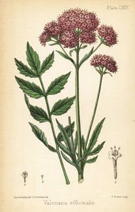 Valerian, Valeriana officinalis. Charlotte Caroline Sowerby kézzel színezett litográfiája James Sowerby illusztrációja után Edward Hamilton Flora Homeopathica című művéből, Bailliere, London