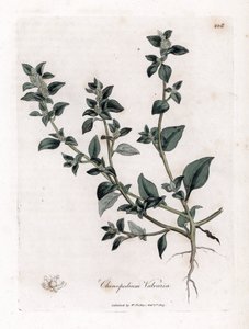 Vuvaire – büdös lúdtalp, Chenopodium vulvaria. Kézzel színezett rézmetszet James Sowerby botanikai illusztrációjából (William Woodville) és Sir William Jackson Hooker "" Medical Botany" című művéből, John Bohn, London alkotó: James Sowerby