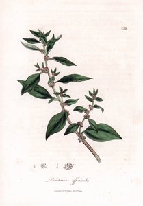 Falpellitory, Parietaria officinalis. Kézzel színezett rézmetszet James Sowerby botanikai illusztrációjából (William Woodville) és Sir William Jackson Hooker "" Medical Botany" című művéből, John Bohn, London alkotó: James Sowerby