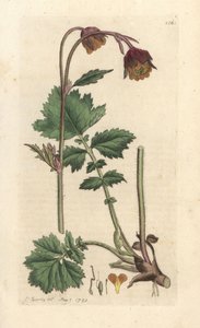 Water avens, Geum rivale Kézi színű rézmetszet James Sowerby illusztrációja után, James Smith English Botany című művéből, London alkotó: James Sowerby