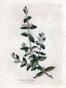 Vízi germandree - Vízi germandra, Teucrium scordium. Kézzel színezett rézmetszet James Sowerby botanikai illusztrációjából (William Woodville) és Sir William Jackson Hooker "" Medical Botany" című művéből, John Bohn, London alkotó: James Sowerby