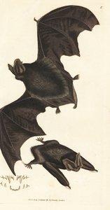 Nyugati barbastelle denevér, Barbastella barbastellus barbastellus (Vespertilio barbastellus). James Sowerby kézi színű rézmetszete a The British Miscellany-ból, vagy új, ritka vagy kevéssé ismert állattémák színes figurái. alkotó: James Sowerby