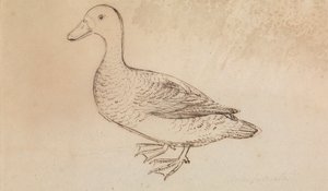 Fehérarcú fütyülőkacsa alkotó: James Sowerby
