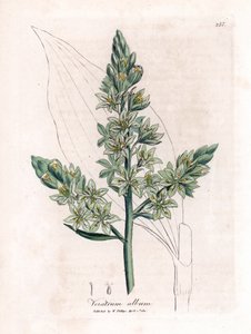 White Veratre (korábban fehér hunyor) - Fehér hunyor, Veratrum album. Kézzel színezett rézmetszet James Sowerby botanikai illusztrációjából (William Woodville) és Sir William Jackson Hooker "" Medical Botany" című művéből, John Bohn, London alkotó: James Sowerby