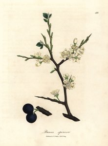 Fehér virág és kék bogyók a sloe fa, Prunus spinosa alkotó: James Sowerby