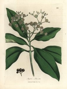Fehér virágú minden fűszerfa, Myrtus pimenta alkotó: James Sowerby
