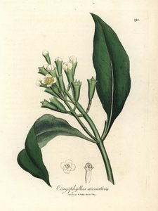 Fehér virágú szegfűszegfűszerfa, Caryophyllus aromaticus alkotó: James Sowerby