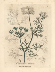 Fehér virágú koriander, Coriandrum sativum alkotó: James Sowerby