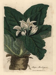 Fehér virágú mandragóra, Atropa mandragora alkotó: James Sowerby