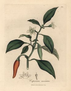 Fehér virágú, skarlát guinea paprika, Capsicum annuum alkotó: James Sowerby