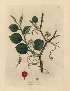 A kínai smilax fehér virágai, indái és piros bogyója alkotó: James Sowerby