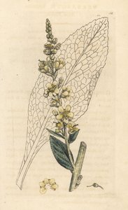 Fehér ökörfarkkóró, Verbasum lychnitis (molene) Kézi színű rézmetszet James Sowerby illusztrációja után, James Smith English Botany, London alkotó: James Sowerby