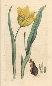 Vadtulipán, Tulipa sylvestris (vad tulipán) Kézi színű rézmetszet James Sowerby illusztrációja után James Smith angol botanikájából, London alkotó: James Sowerby
