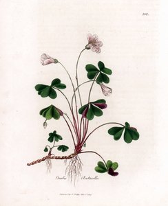 Fasóska vagy fa-oxalid - Fasóska, Oxalis acetosella. Kézzel színezett rézmetszet James Sowerby botanikai illusztrációjából (William Woodville) és Sir William Jackson Hooker "" Medical Botany" című művéből, John Bohn, London alkotó: James Sowerby