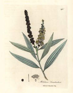 Sárga virágú cajeput fa, Melaleuca leucadendron alkotó: James Sowerby