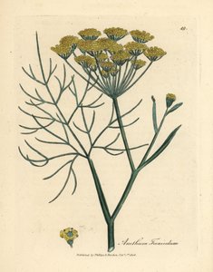 Sárga virágú édeskömény, Anethum foeniculum alkotó: James Sowerby