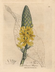 Sárga virágú nagylevelű ökörfarkkóró, Verbascum thapsus alkotó: James Sowerby