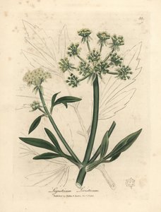 Sárga virágú lombfű, Ligusticum levisticum alkotó: James Sowerby