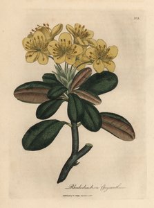 Sárga virágú rhododendron, Rhododendron krizantém alkotó: James Sowerby